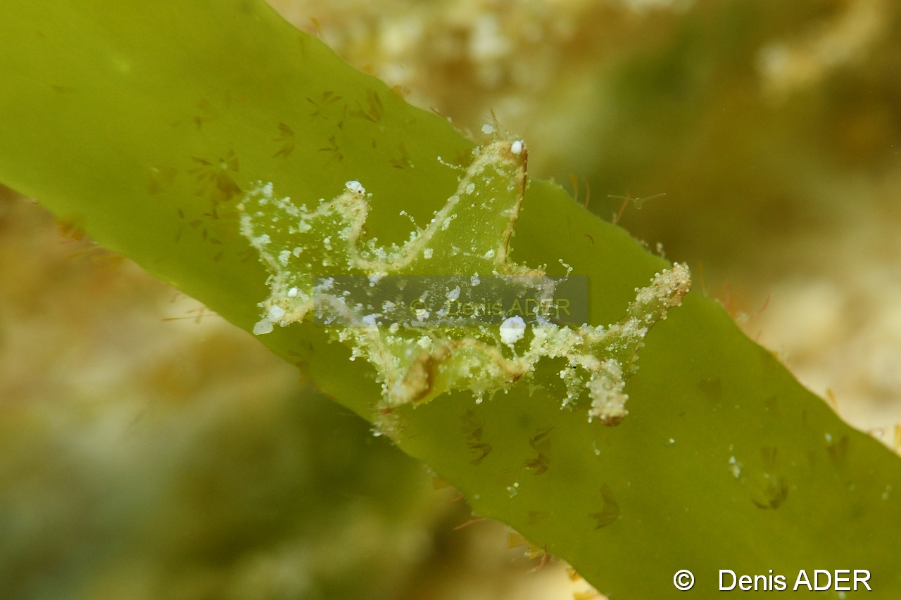 Elysia tomentosa-Liwutonkidi Island 2-15m-20180604-Denis-ADER-DSC_4028_tn.jpg